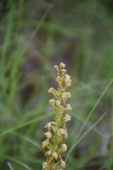Orchid flower of the hanged man (Orchis anthropophora). Its name comes from the Greek, which means testicle.