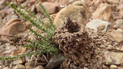 Fototapeta na wymiar Tiny Anthilln Enveloping a Tiny Desert Plant