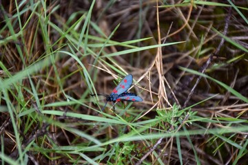 Six point butterfly (Zygaena filipendulae), they fly on hot sunny summer days.