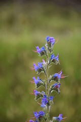 Cow's tongue (Echium vulgare), family of the Boraginaceae. The juice is used in cosmetics as an effective emollient for delicate and reddened skin. The root gives a red dye to the tissues.