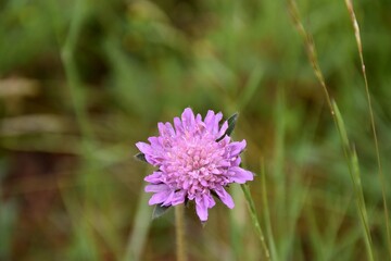 Devil's bit (Succisa pratensis). Frequent in pectoral teas for cough, fever and inflammation.