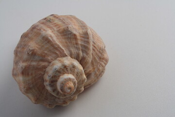 a spiral-shaped shell located on the right side of the image on a light background