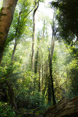 Obraz premium sun rays in the forest