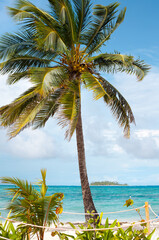 Fototapeta na wymiar Palm tree in a Caribbean beach
