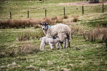 Obraz premium Sheeps and Lamb