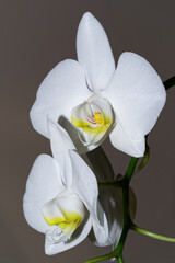 Close-up of white orchid flowers against gray background