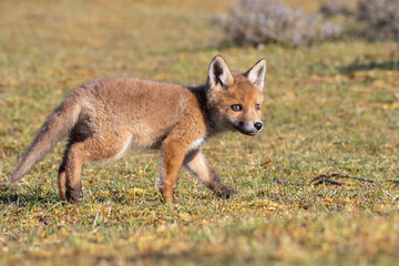 Young fox cub walking on green grass