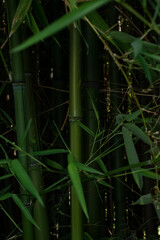 Close up of bamboo forest, bamboo leaves. Wallpaper, copy space