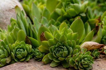 Fototapeta premium closeup of succulents plants natural background. selective focus. Fresh green succulents in the nature.