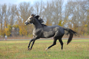 Fototapeta na wymiar Pure Arabian dapple grey horse on training day on the autumn green field