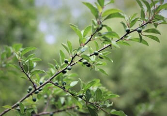 Hackberry Tree