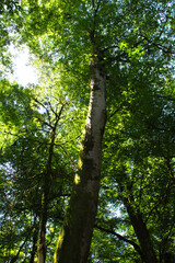Fototapeta premium trees in the woods