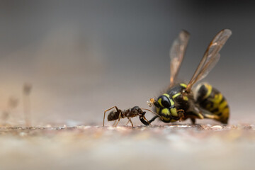 ant on ground pulling a wasp