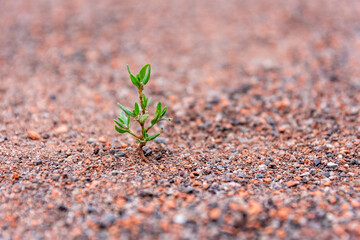 Sprouting leafy green plant in gravel