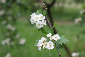 White flowers bloomed on a hawthorn bush in a spring park