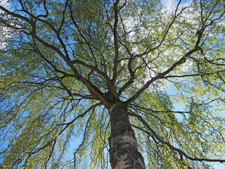 Fototapeta na wymiar upwards view of a willow willows tree with budding bright green spring leaves on branches against a sunlit cloudy blue sky
