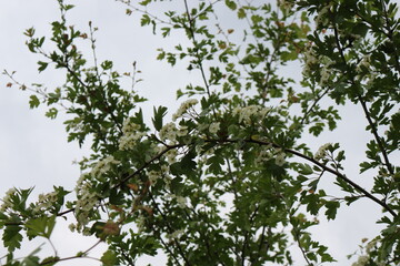 Fototapeta premium White flowers bloomed on a hawthorn bush in a spring park