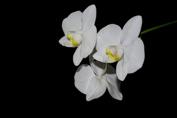 Naklejka na ściany i meble Close-up of white orchid flowers isolated of black background