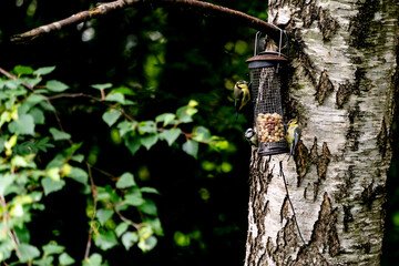 Blue Tits Feeding on a bird feeder in a wood