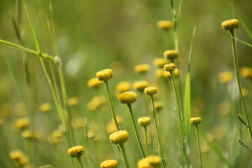 Santolina chamaecyparissus in flower, yellow hue from the sun. Focus on central flower. It has medicinal properties.