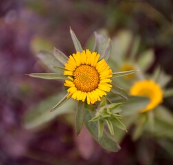 Yellow flower of Pallenis spinosa, its flowers are used as a medicinal remedy.