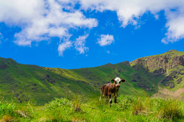 Calf on a Beautiful Green Meadow at North Caucasus, Elbrus Region, Russia