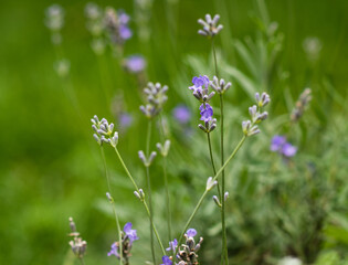 Lavender flowers in a soft focus, pastel colors and blur background. 