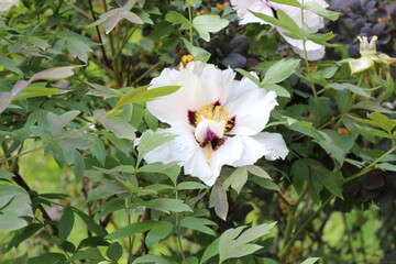White flowers bloom on a peony bush in spring
