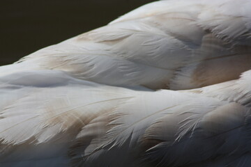 Fototapeta premium Swan Feathers