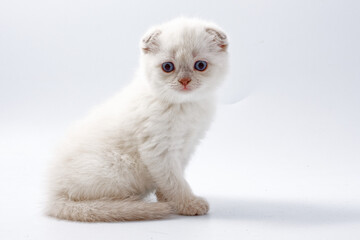 little beautiful funny kittens on a white background.