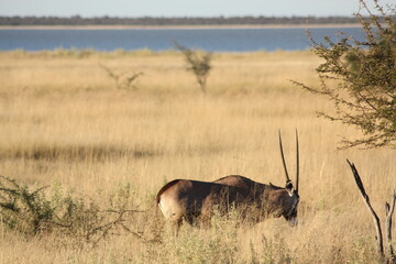 Onyx Grazing