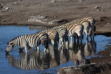 Fototapeta na wymiar Zebras Drinking Etosha