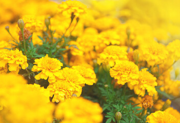 Abstract flowers nature texture background. Creative layout for design