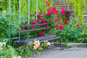Beautiful bench in park, surrounded with rose flower bushes