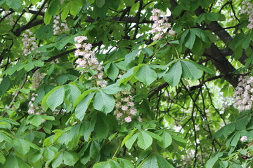 
White flowers - candles bloom on the chestnut tree in spring
