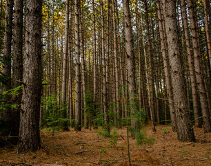 autumn forest in the morning