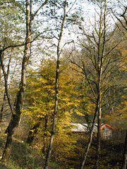 autumn in the forest