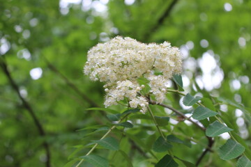 
White flowers bloom on the rowan tree in spring