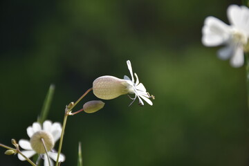Side detail of white flower of Wild Colleja (Silene vulgaris) in grass meadow.