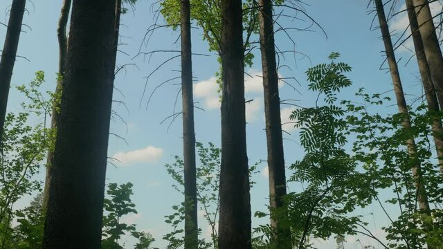 Low angle view of sky and trees of forest and planes flying in sky amon clouds. Sunny summer day in woods.