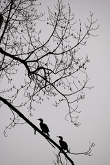 Zwei Kormorane sitzen auf einem Zweig am frühen Morgen