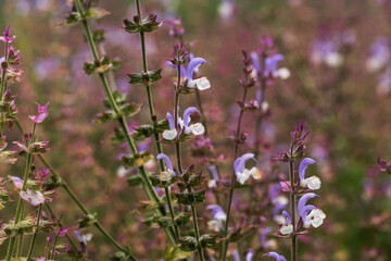 Close up of Salvia officinalis flowers on a field, soft focus