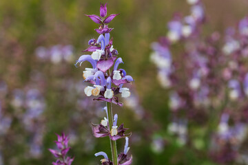 Close up of Salvia officinalis flowers on a field, soft focus