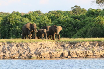 Naklejka premium African Elephants playing by the Chobe River in Botswana