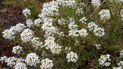 Strauchige weiße Feldblumen an einem Sommertag