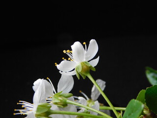 snowdrop flower on black background
