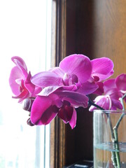 orchid in a glass vase