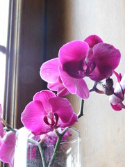 pink orchid on a wooden table