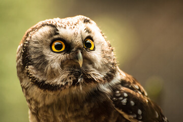 Crazy Owl Bavarian Forest
