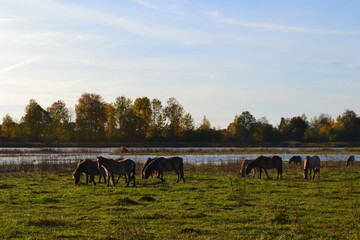 Autumn landscape with brown horses on green grass
